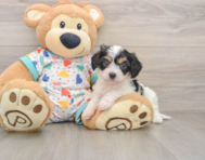 5 week old Cavachon Puppy For Sale - Lone Star Pups