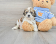 6 week old Cavachon Puppy For Sale - Lone Star Pups