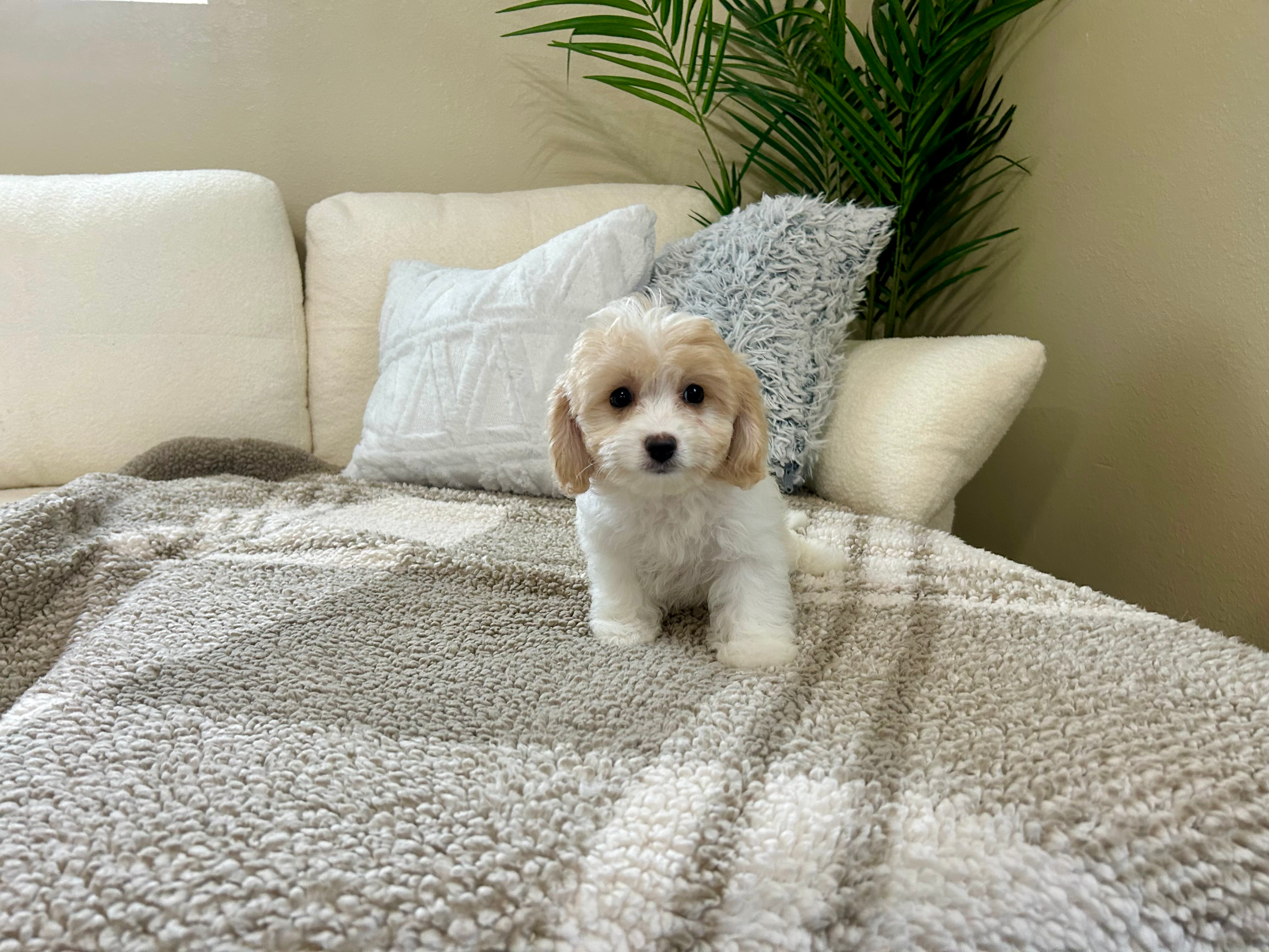 Best Cavachon Baby