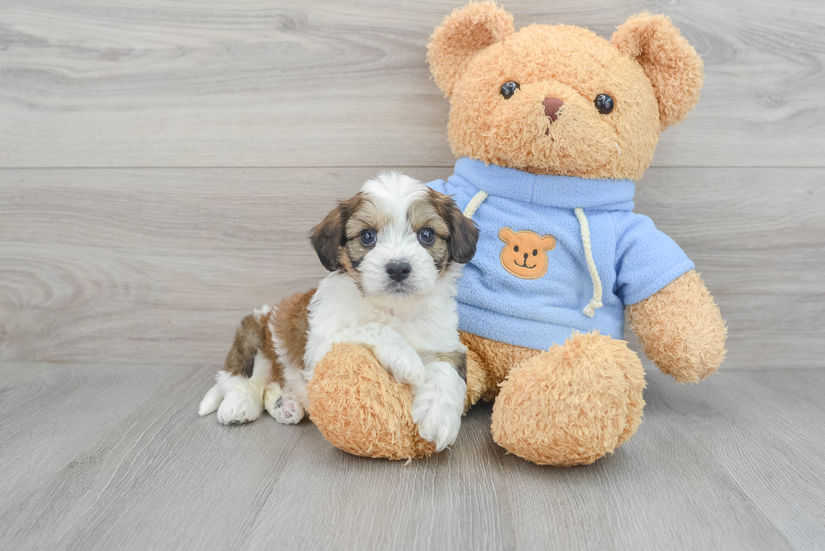 Cavachon Pup Being Cute