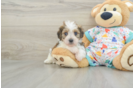 Friendly Cavachon Baby