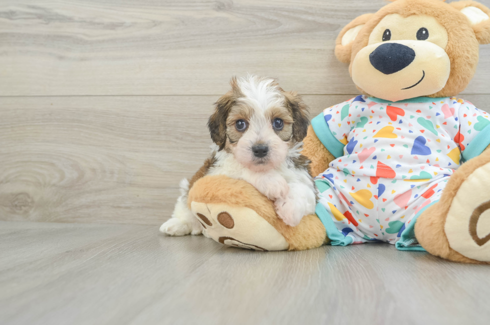 7 week old Cavachon Puppy For Sale - Lone Star Pups