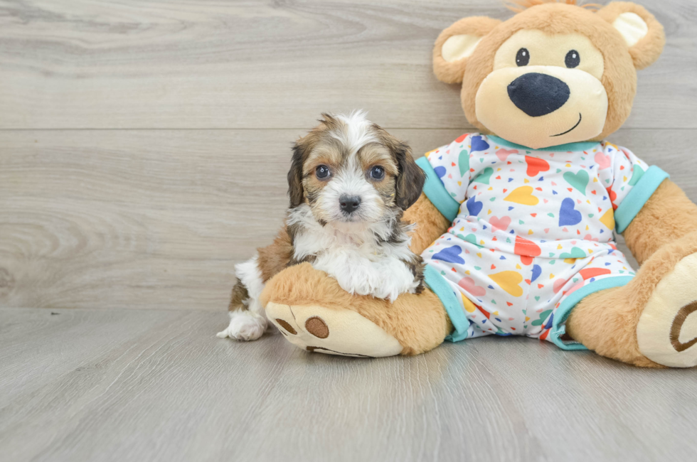 7 week old Cavachon Puppy For Sale - Lone Star Pups