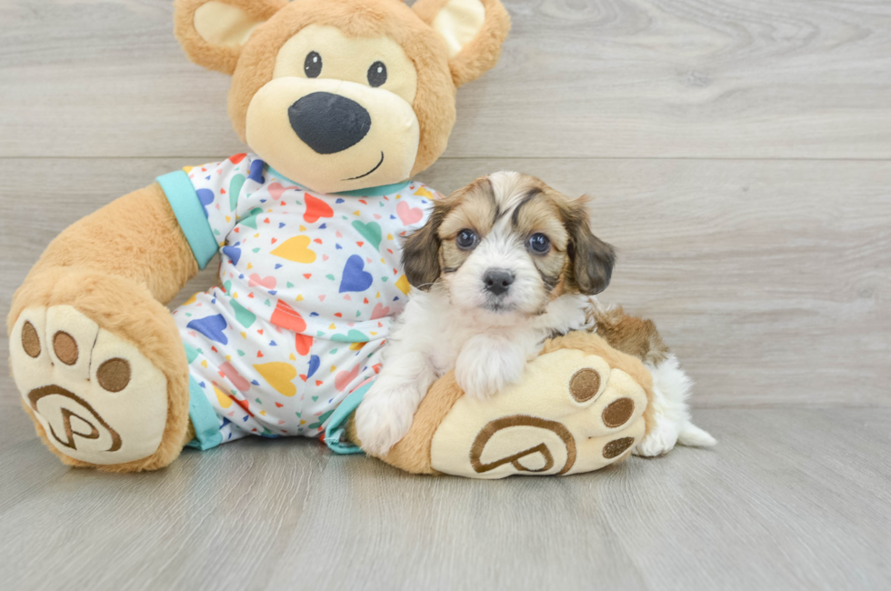 6 week old Cavachon Puppy For Sale - Lone Star Pups