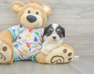 5 week old Cavachon Puppy For Sale - Lone Star Pups