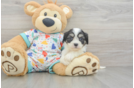Cavachon Pup Being Cute