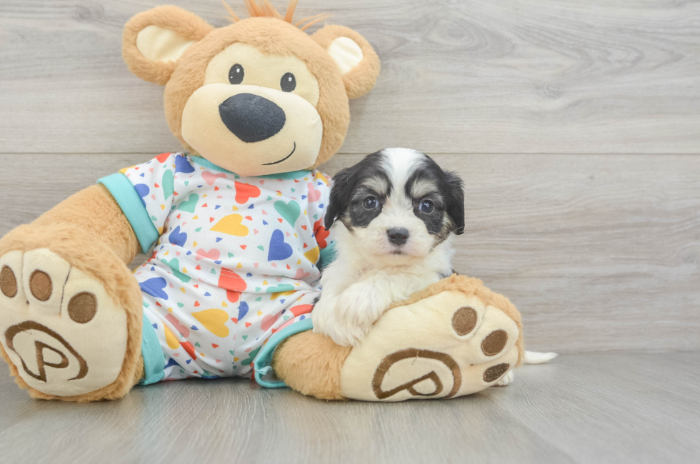 5 week old Cavachon Puppy For Sale - Lone Star Pups