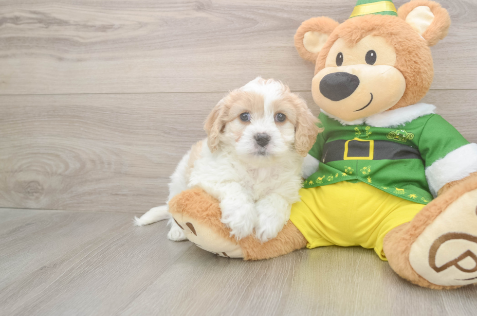 5 week old Cavachon Puppy For Sale - Lone Star Pups