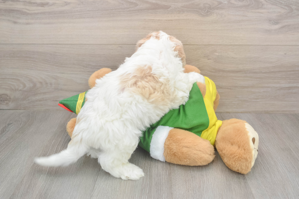 Cavachon Pup Being Cute