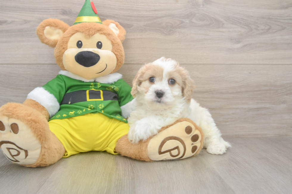 Cavachon Pup Being Cute