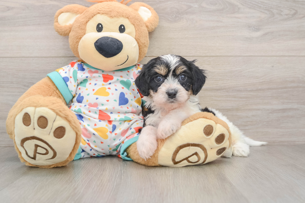 Energetic Cavalier Bichon Designer Puppy