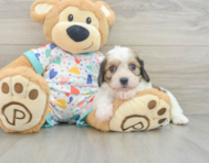 7 week old Cavachon Puppy For Sale - Lone Star Pups