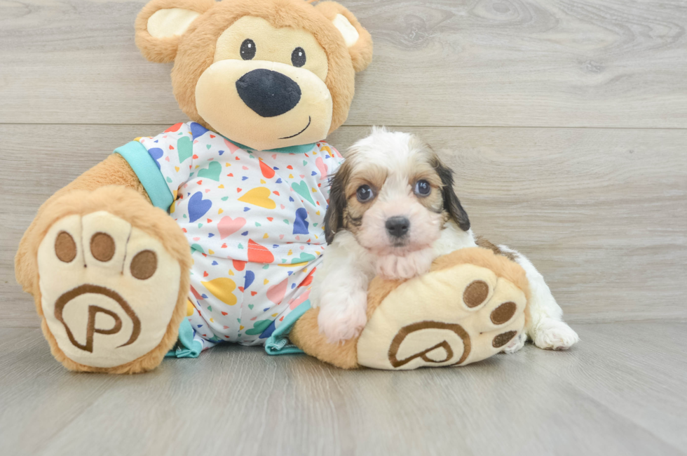 7 week old Cavachon Puppy For Sale - Lone Star Pups