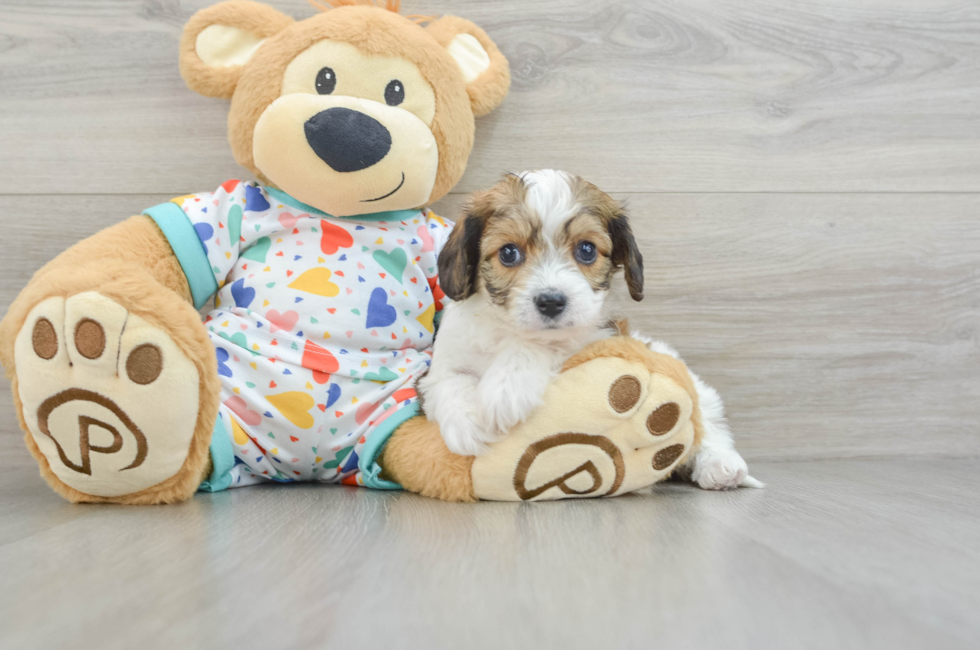 7 week old Cavachon Puppy For Sale - Lone Star Pups