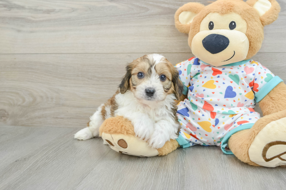 Little Cavalier Bichon Designer Puppy