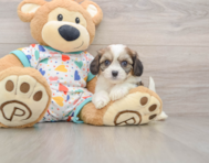 6 week old Cavachon Puppy For Sale - Lone Star Pups