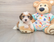 6 week old Cavachon Puppy For Sale - Lone Star Pups