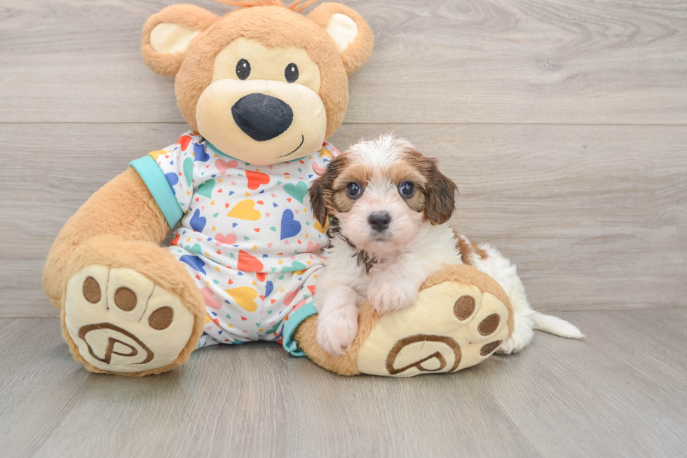 Happy Cavachon Baby
