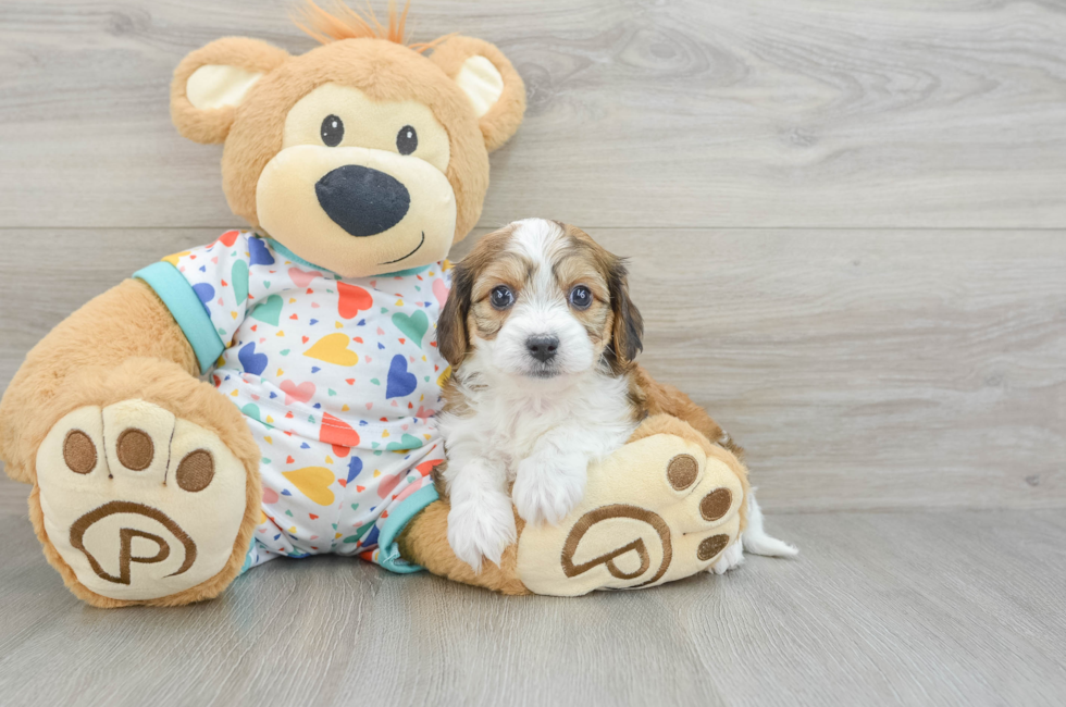 7 week old Cavachon Puppy For Sale - Lone Star Pups