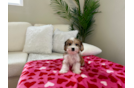 Cavachon Pup Being Cute