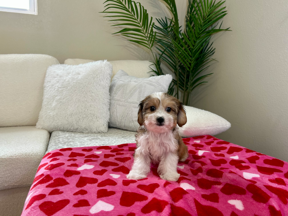 Cavachon Pup Being Cute