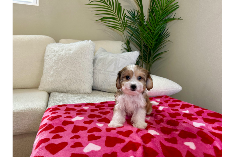 Cavachon Puppy for Adoption