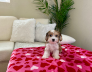 11 week old Cavachon Puppy For Sale - Lone Star Pups