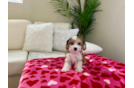 Cavachon Puppy for Adoption