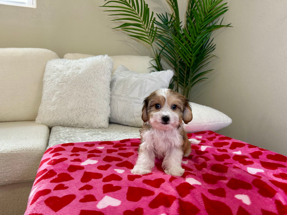 Cavachon Puppy for Adoption