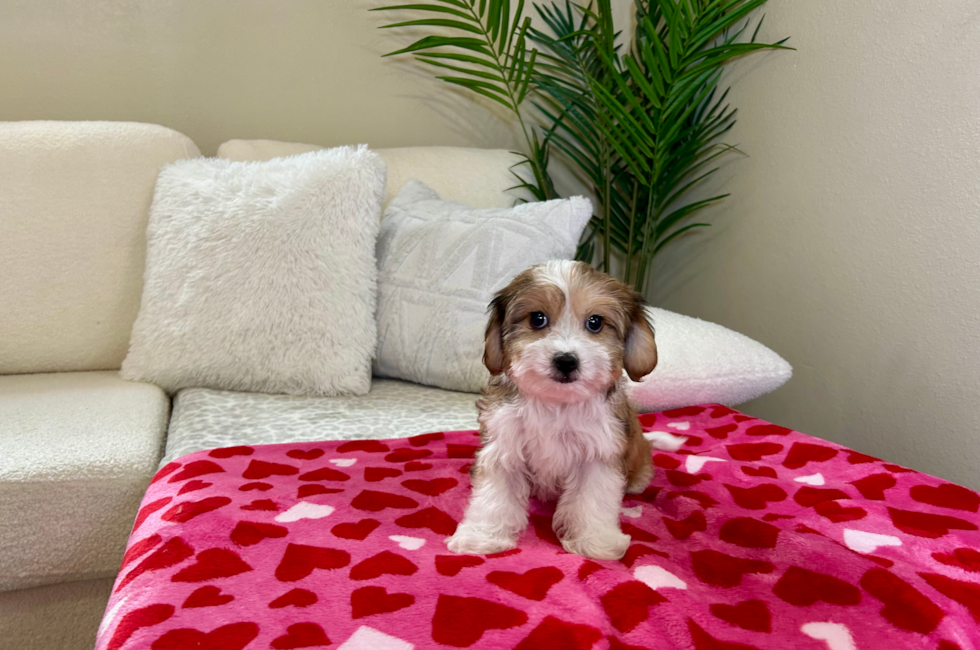 11 week old Cavachon Puppy For Sale - Lone Star Pups