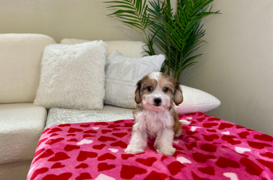 Cavachon Puppy for Adoption