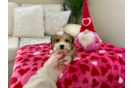 Cavachon Puppy for Adoption