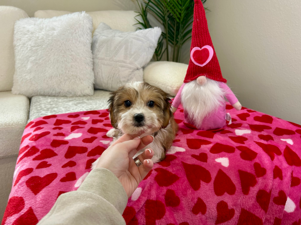 Cavachon Puppy for Adoption