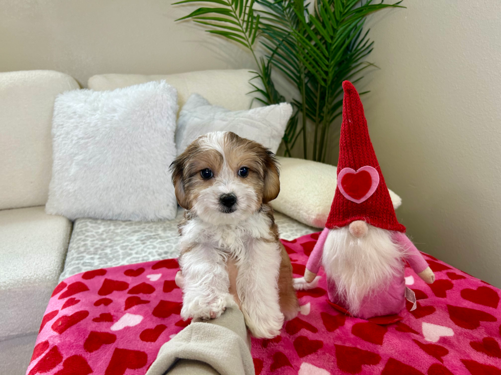 Cute Cavachon Designer Pup