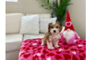 Best Cavachon Baby