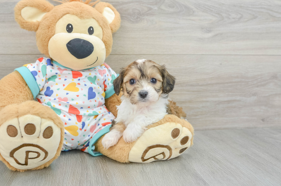 6 week old Cavachon Puppy For Sale - Lone Star Pups