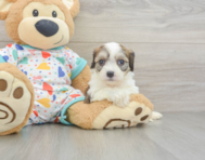 6 week old Cavachon Puppy For Sale - Lone Star Pups