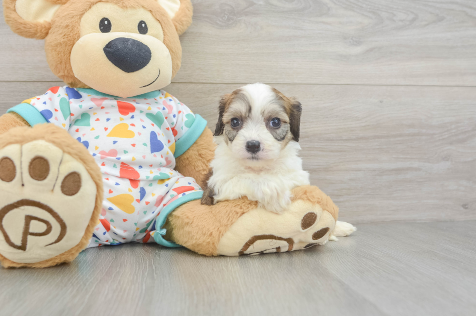 5 week old Cavachon Puppy For Sale - Lone Star Pups