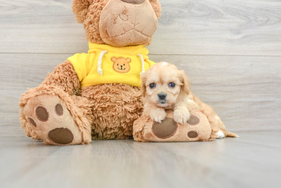 Sweet Cavachon Baby