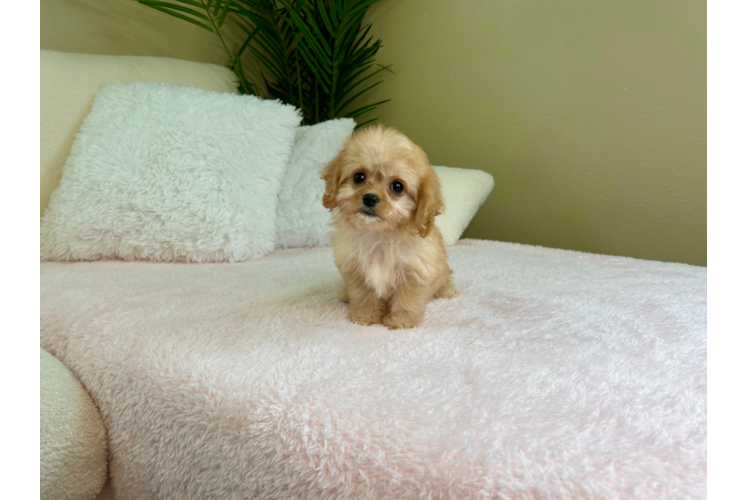 Cavachon Puppy for Adoption