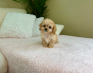 11 week old Cavachon Puppy For Sale - Lone Star Pups