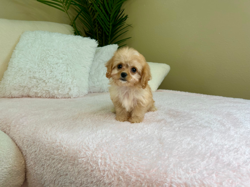 Cavachon Puppy for Adoption