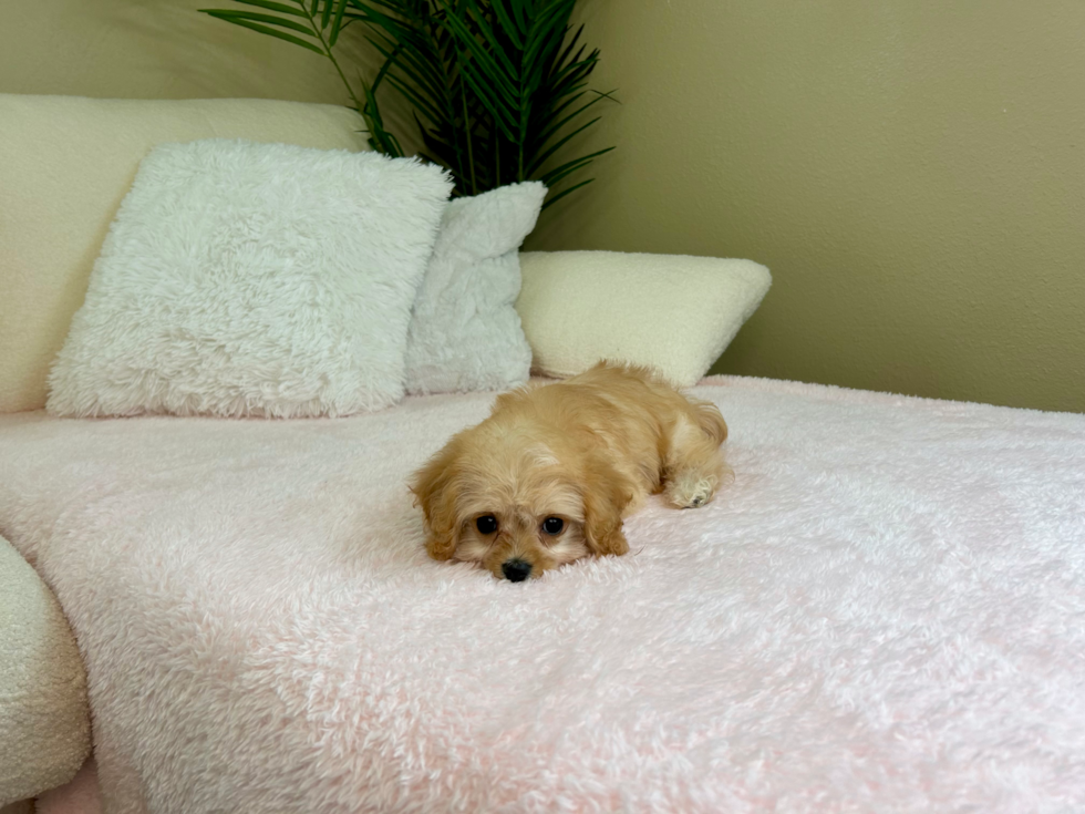 Cute Cavachon Designer Pup