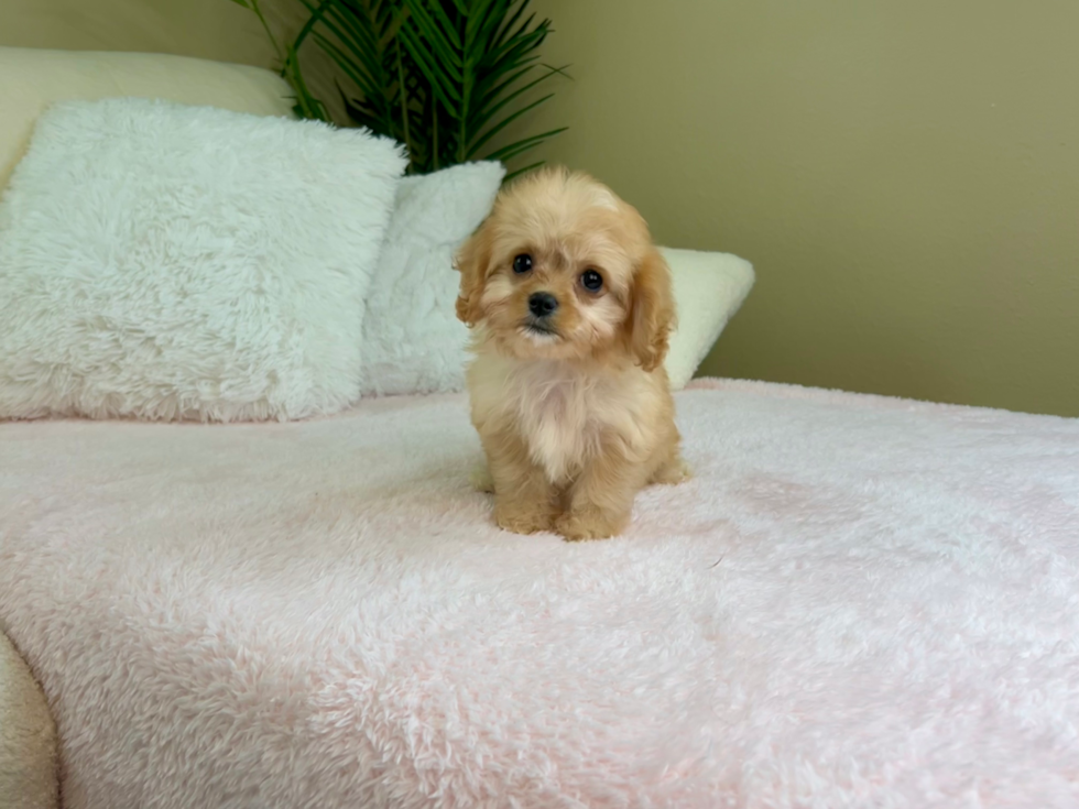 Best Cavachon Baby