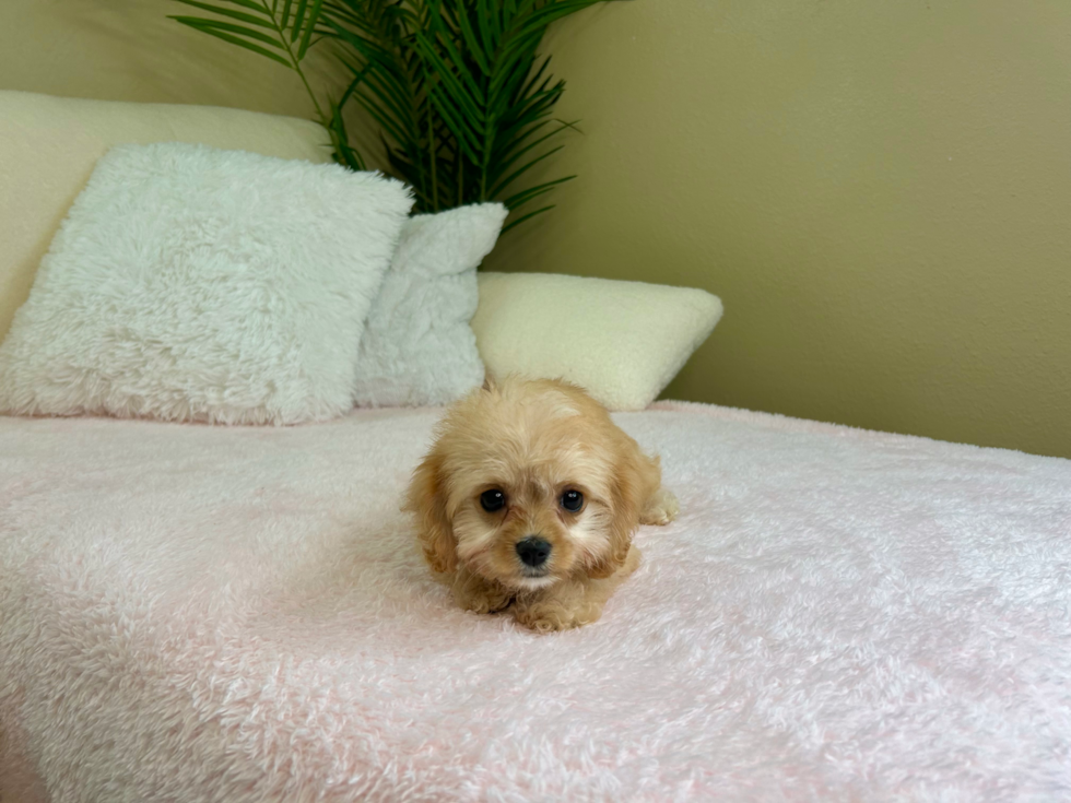 Cute Cavalier Bichon Designer Puppy