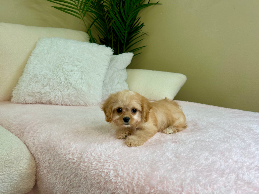 Cute Cavalier Bichon Designer Puppy