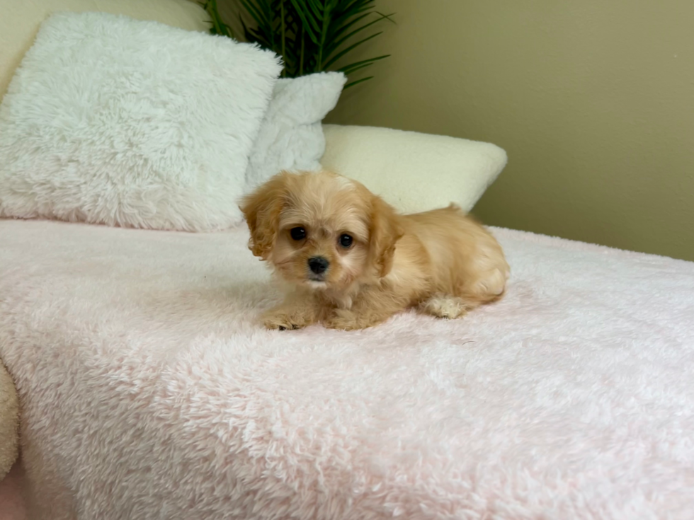 Cute Cavachon Baby