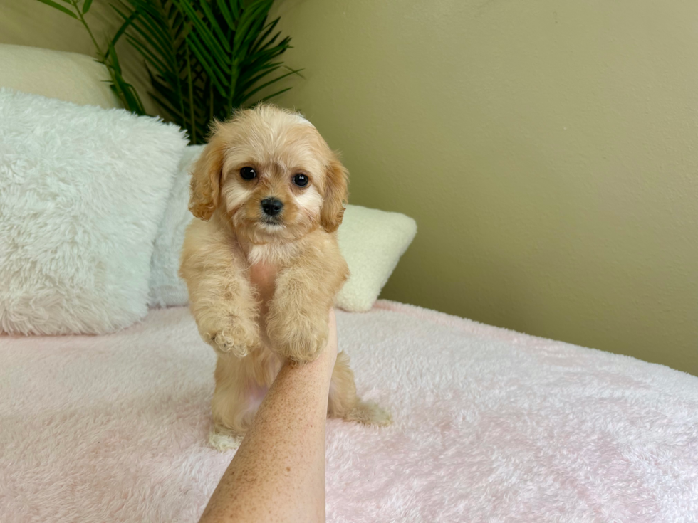 Cute Cavachon Designer Pup