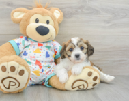 7 week old Cavachon Puppy For Sale - Lone Star Pups