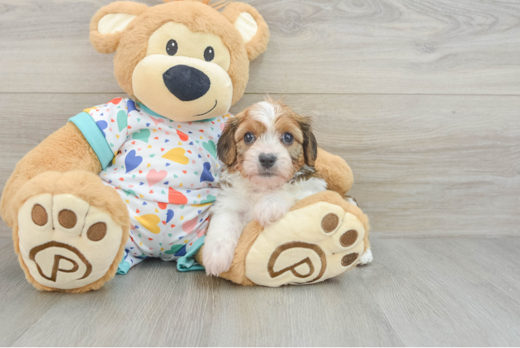 Popular Cavachon Designer Pup